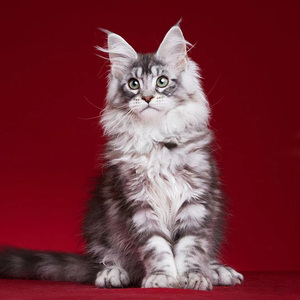 俄罗斯巨型缅因猫长毛猫挪威森林猫幼猫烟灰色银虎棕虎活体纯种