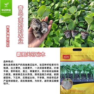 霸图关羽砧木种子青岛金妈妈南瓜种子越冬抗寒油亮不早衰高产出芽