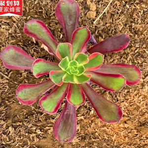 [618特价]高端法师赤霞飞手捧老桩多肉植物花卉盆栽一物一拍巨型