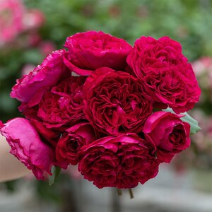 皇家胭脂 欧月法国月季暗红色大花强香耐热开花持久 四季开花