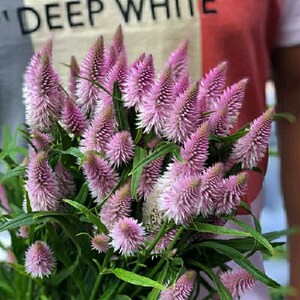 【情人草尤加利叶】情人草尤加利叶品牌,价格 - 阿里巴巴