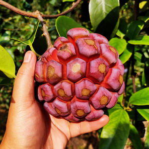 黑老虎水果新鲜布福娜野生大血藤果恶魔果实稀有罕见当季网红水果