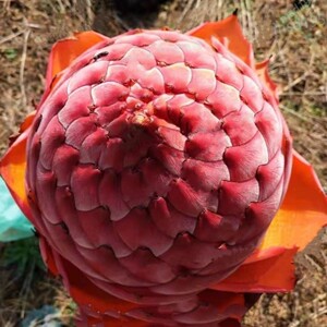 地涌红莲,地涌金莲,地涌橙莲地莲花,佛教圣花,小苗大苗带花苞.