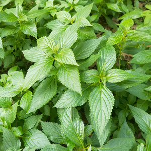 农家溪黄草 新鲜溪沟草茶 500克 熊胆草去湿热凉茶原料煲汤养生茶
