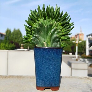 将军柱缀化仙人掌多肉植物秋季花卉绿植办公桌阳台新手好养防辐射