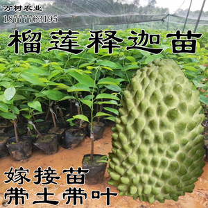 榴莲释迦果树苗榴莲释迦苗嫁接释迦果苗南方种植当年结果苗包邮
