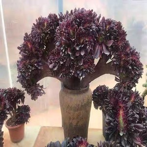 欧紫法师缀化 欧版紫羊绒 冠服20厘米起发 办公室绿植 阳台植物