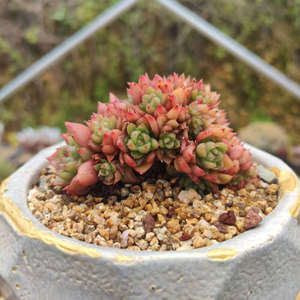 精品韩货多肉红酒桃杂交萌肉肉小盆栽老桩群生缀化直播间一物一