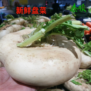 盘菜温州扁头菜1.5斤诸葛菜大头菜圆菜头农家当季新鲜菜泰顺特产