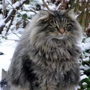 西伯利亚森林猫纯种巨型俄罗斯猫赛级长毛挪威森林猫幼猫活体猫咪