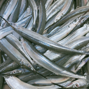 莱州湾海捕野生 针良鱼 鲜活新鲜马步鱼古董鱼 针良鱼针亮鱼 海鱼