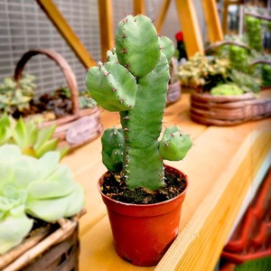 白角麒麟大戟科四季好养绿植盆栽仙人掌绿色景观广州正欣