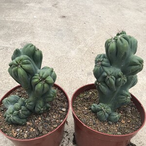 稀有仙人掌紫云罗汉彩山影锦防辐射多肉植物盆栽花卉好养易养