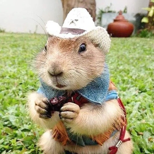 进口黑尾土拨鼠宠物活物迷你国产旱獭土拨鼠小型家养土拨鼠