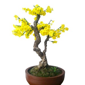 小叶迎春花盆景