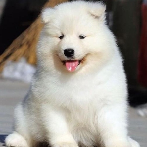 纯种萨摩耶幼犬活体微笑天使银狐犬雪橇犬熊版双眼皮中型犬宠物狗