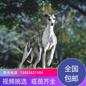 格力犬幼犬纯种犬灵缇犬幼犬惠比特犬山东细犬细狗意大利小灵缇犬