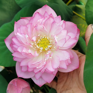 碗莲 雪影 中型可微观赏荷花