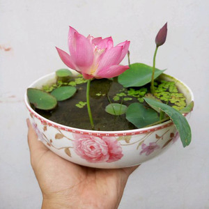 盆栽花卉周劲松小型水培开花碗莲成品苗鱼缸水生莲花四季植物睡莲