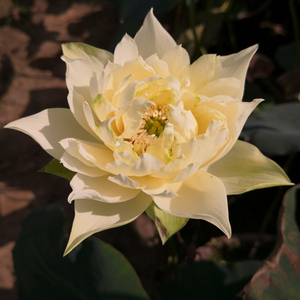 【小型品种:黄羚羊】观赏荷花苗藕苗根苗种藕盆栽藕碗莲