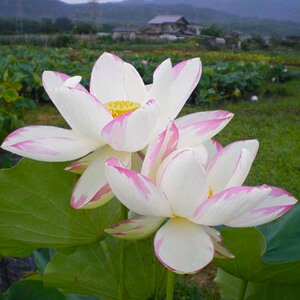 【大型品种:一天四海/单瓣洒锦】观赏荷花苗藕苗根苗种藕藕碗莲