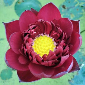 【中型品种:墨红】观赏荷花苗藕苗根苗种藕盆栽藕碗莲