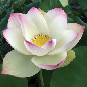 003人付款淘宝【中型品种:逸仙莲】观赏荷花苗藕苗根