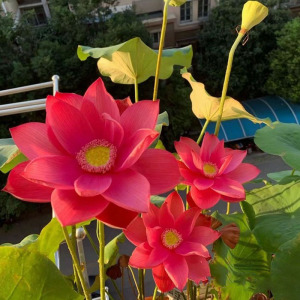 【小中型品种:红帛】观赏荷花苗藕苗根苗种藕盆栽藕碗莲