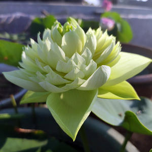 【中型品种:金苹果】观赏荷花苗藕苗根苗种藕盆栽藕种