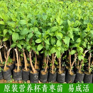 台湾大青枣树苗蜜丝枣苗青枣苗阳台庭院果树苗嫁接枣子苗当年结果