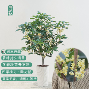 四季桂花大树苗盆栽景开花不断带浓香型苞绿植物花卉室内庭院好养