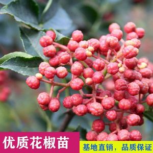 花椒树苗花椒苗盆栽地栽大红袍四川麻椒南方北方种植当年结果四季