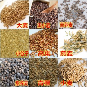 小麦种子大麦五谷杂粮谷子小米青稞荞麦黑苦荞麦甜红高粱水稻燕麦