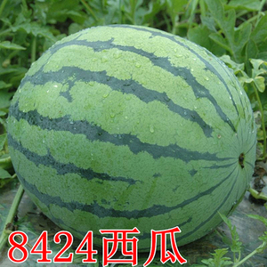 8424麒麟无籽西瓜种子籽特大高产巨型甜王南方小四季蔬菜水果种孑