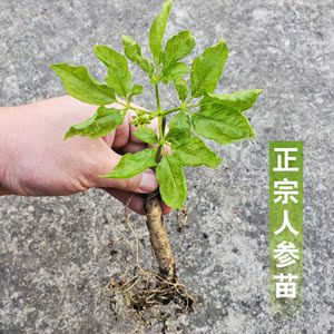 人参树果苗种植