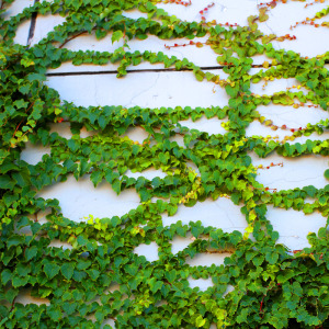 三叶爬山虎苗爬藤植物户外护栏四季爬墙庭院花园遮阳耐寒秋季红色