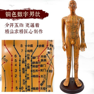 人体脸部美容院中医针灸高清铜人家用超清穴位模型十二经络图全身