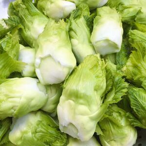 四川特产新鲜儿菜娃娃菜抱儿仔菜农家自种现摘现发新鲜蔬菜指母菜