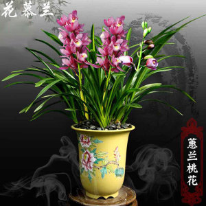 兰花韩国桃花