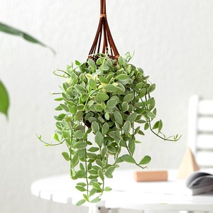 吊篮花卉植物垂吊室内