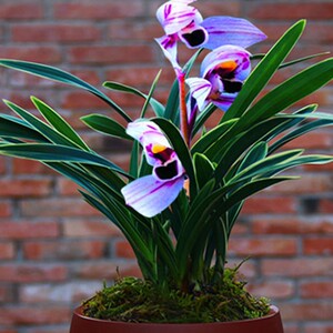 金边兰花苗【紫月荷】矮种花卉盆栽绿植室内浓香植物兰花品种大全