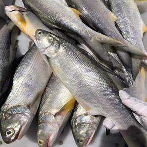【徐闻特产马友鱼】徐闻特产马友鱼品牌,价格 - 阿里巴巴
