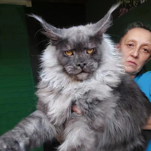 大型缅因猫幼猫纯种宠物猫烟灰色幼崽赛级巨型银虎斑俄罗斯大体型