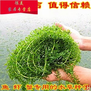 ssx草鱼草种养鱼鱼吃的养殖四季畜牧鱼塘水草鱼草牧草喂鱼一年生