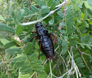 懒螽活体,活笨棘颈螽,山草驴直翅目硕螽科昆虫鸣虫宠物蝈蝈笼