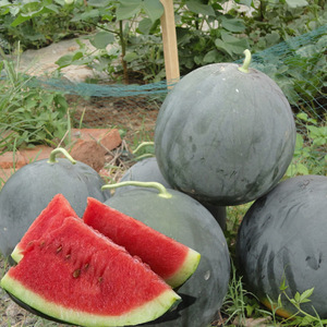 黑皮无籽西瓜