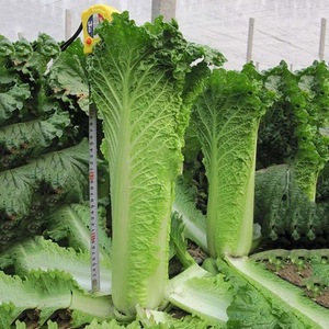 天津青麻叶白菜种子高产包心大青麻叶菜高梗长筒春秋四季蔬菜种籽