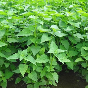 藿香种子 解暑霍香正气香草种籽食用藿香苗盆栽阳台蔬菜 四季种植