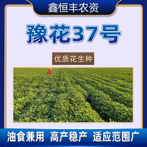 豫花37薄皮花生种子晒干特大早熟小高品质籽孑生超大号榨油果抗病