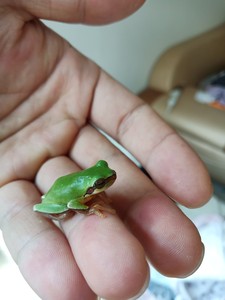 雨蛙老爷树蛙活体爬宠蓝姥爷绿老爷牛奶树蛙雨林造景宿舍宠物